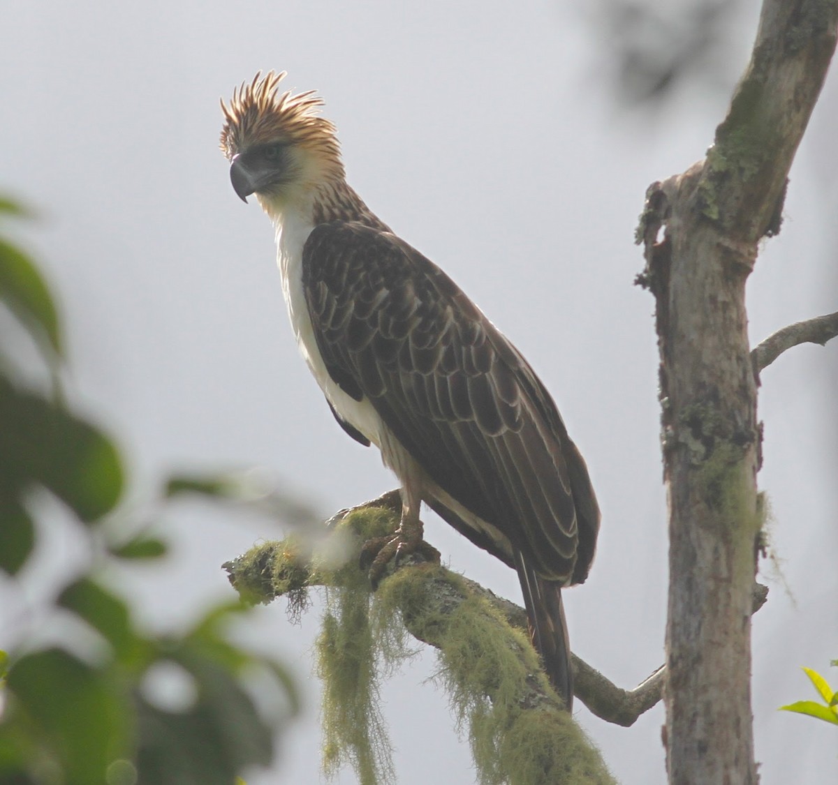 Philippine Eagle - ML28159781