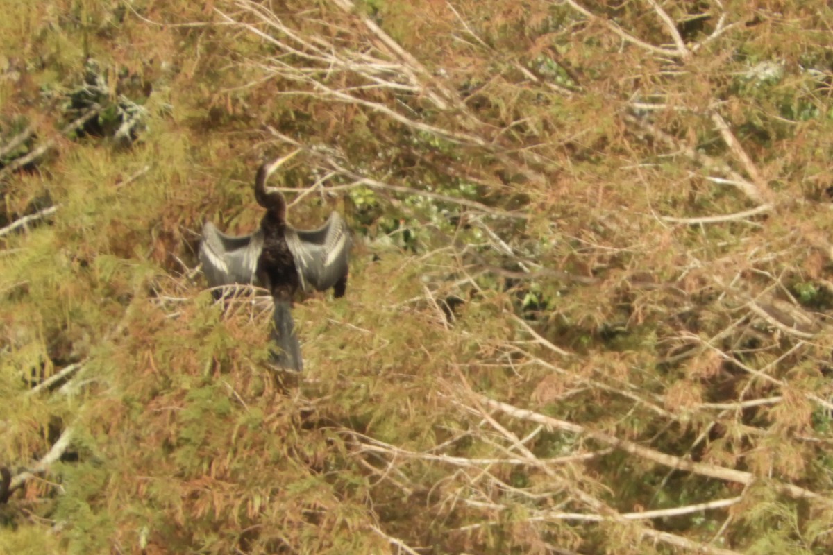 Anhinga d'Amérique - ML281598191