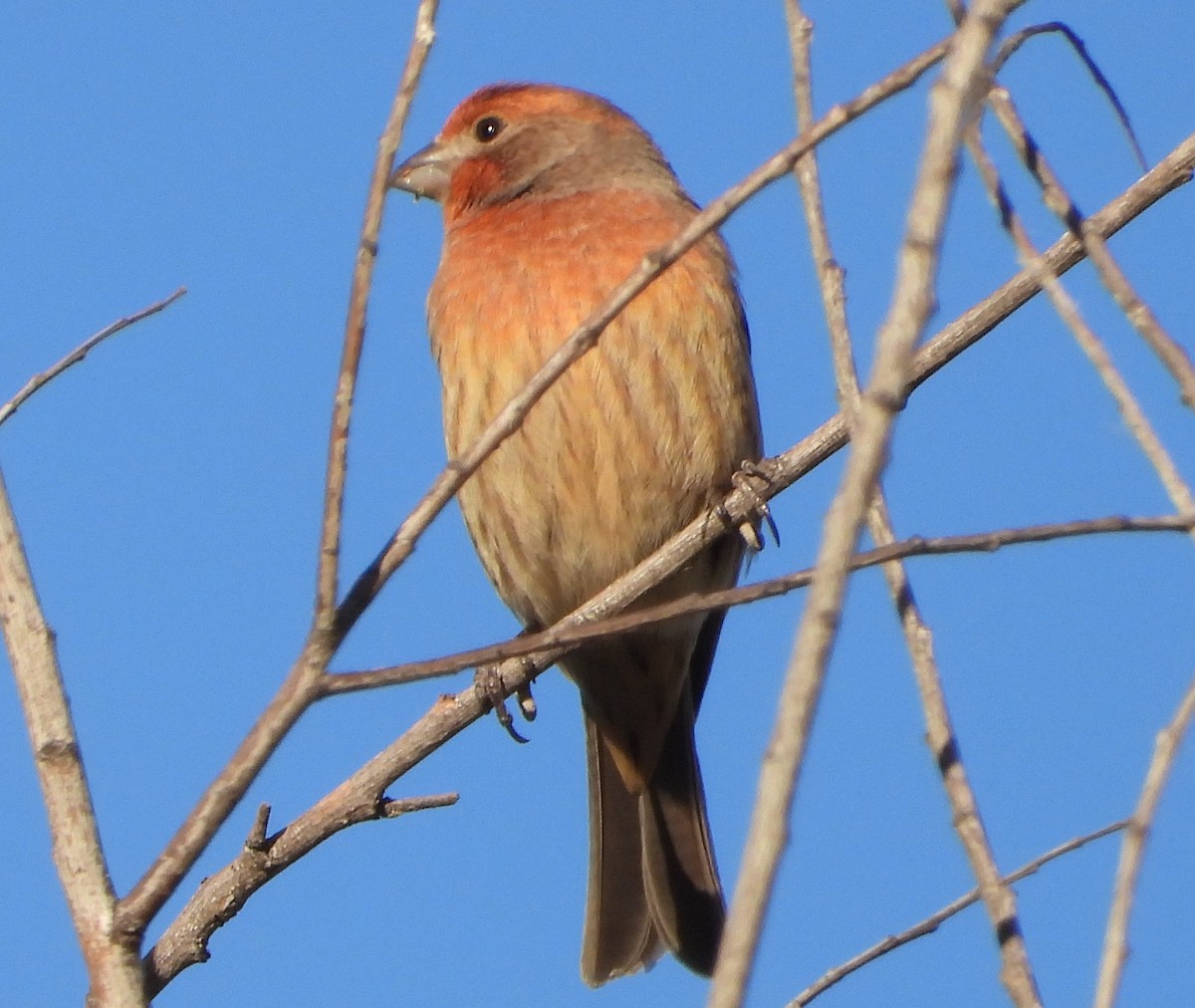 House Finch - Jon Tveten