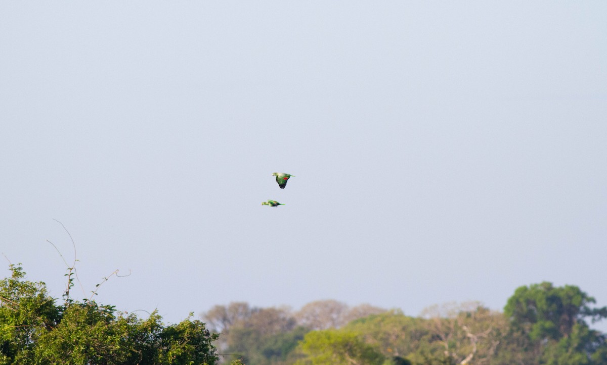 ムジボウシインコ - ML281598561