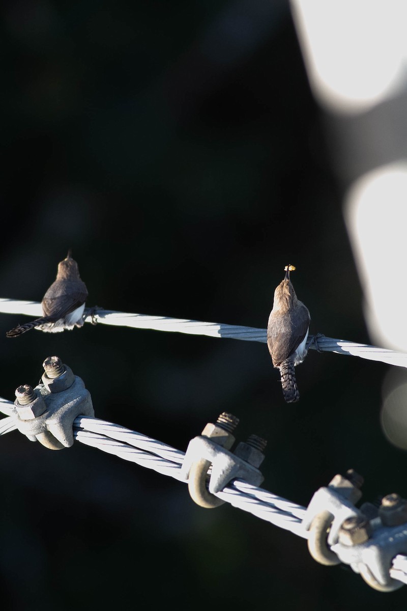 Tooth-billed Wren - ML281598661