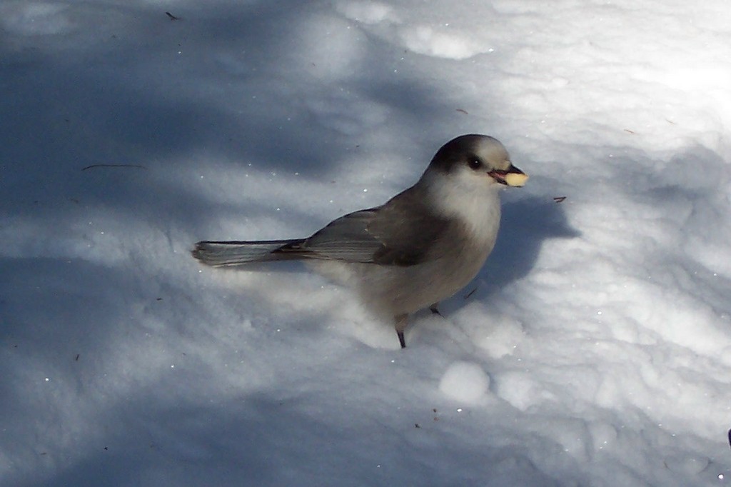 Canada Jay - ML281599931