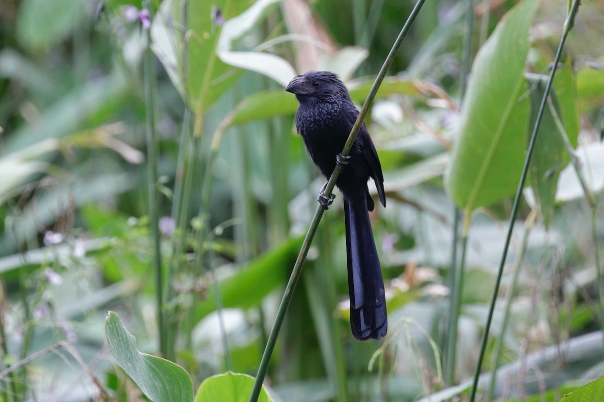 Groove-billed Ani - ML281600351