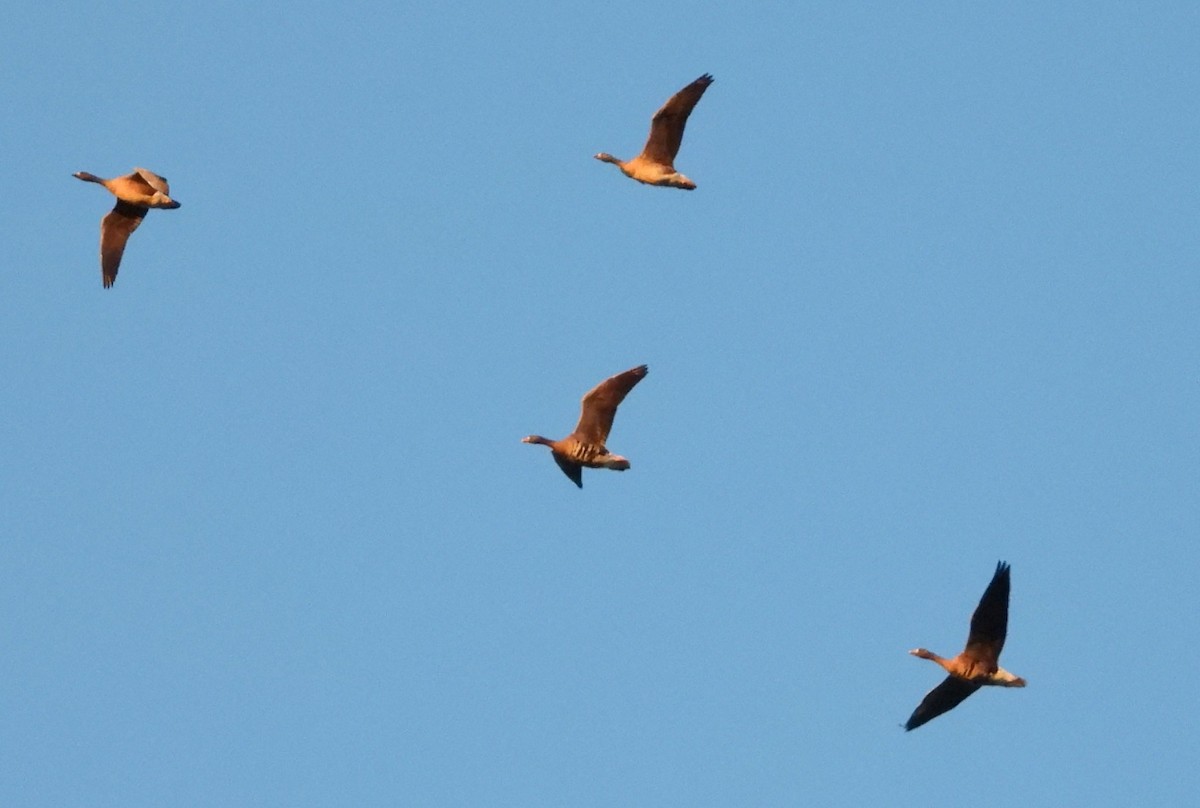 Greater White-fronted Goose - ML281600891