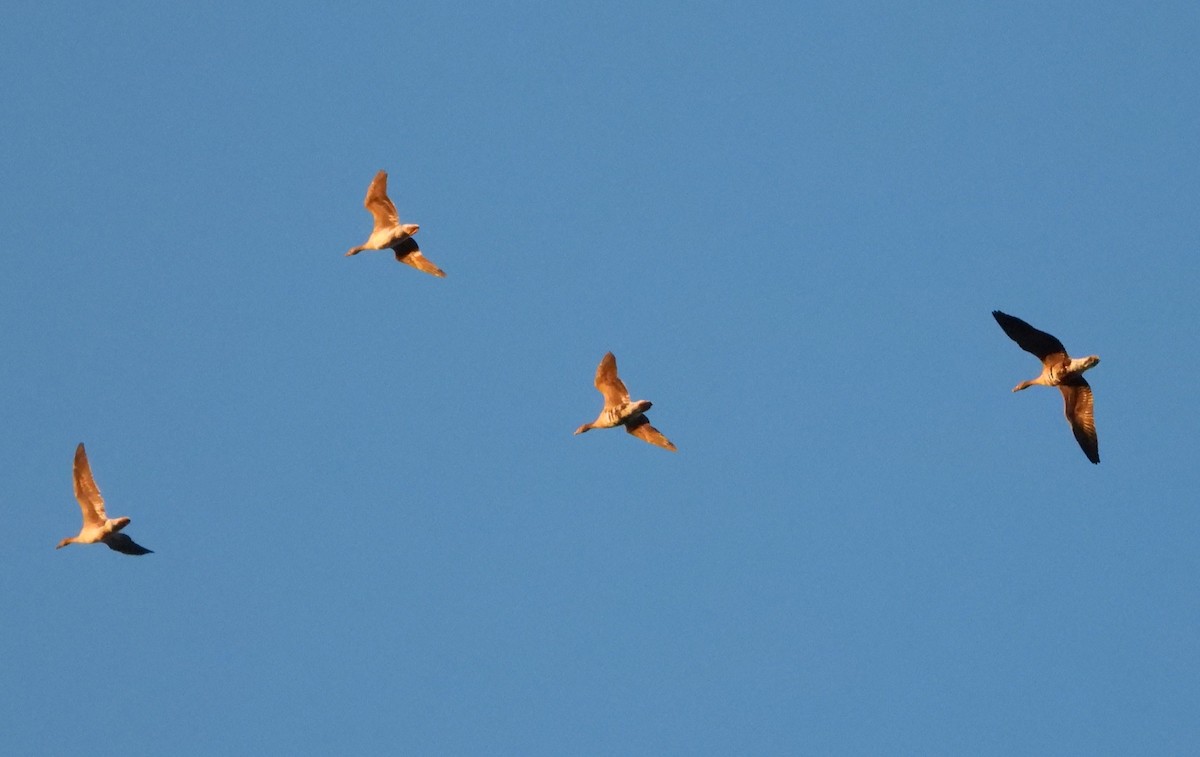 Greater White-fronted Goose - ML281600901