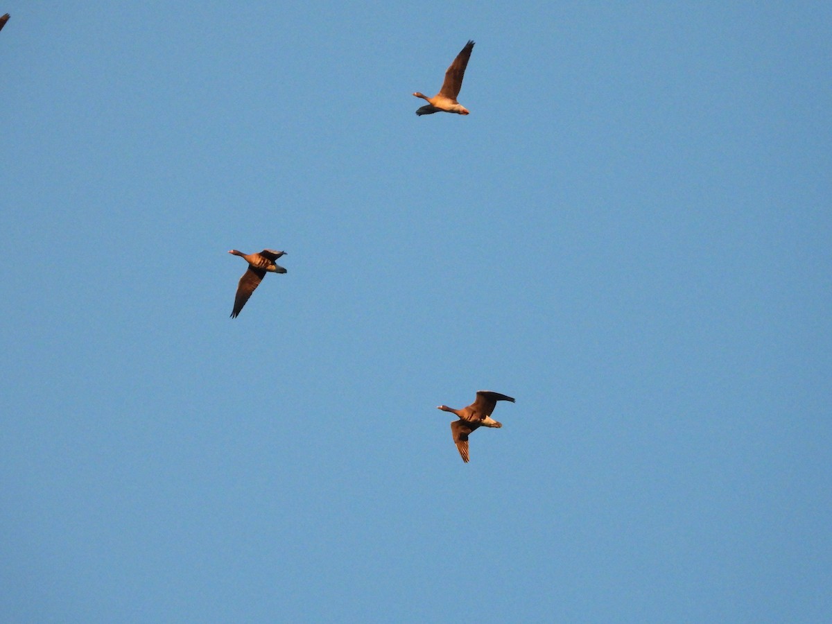 Greater White-fronted Goose - ML281601061