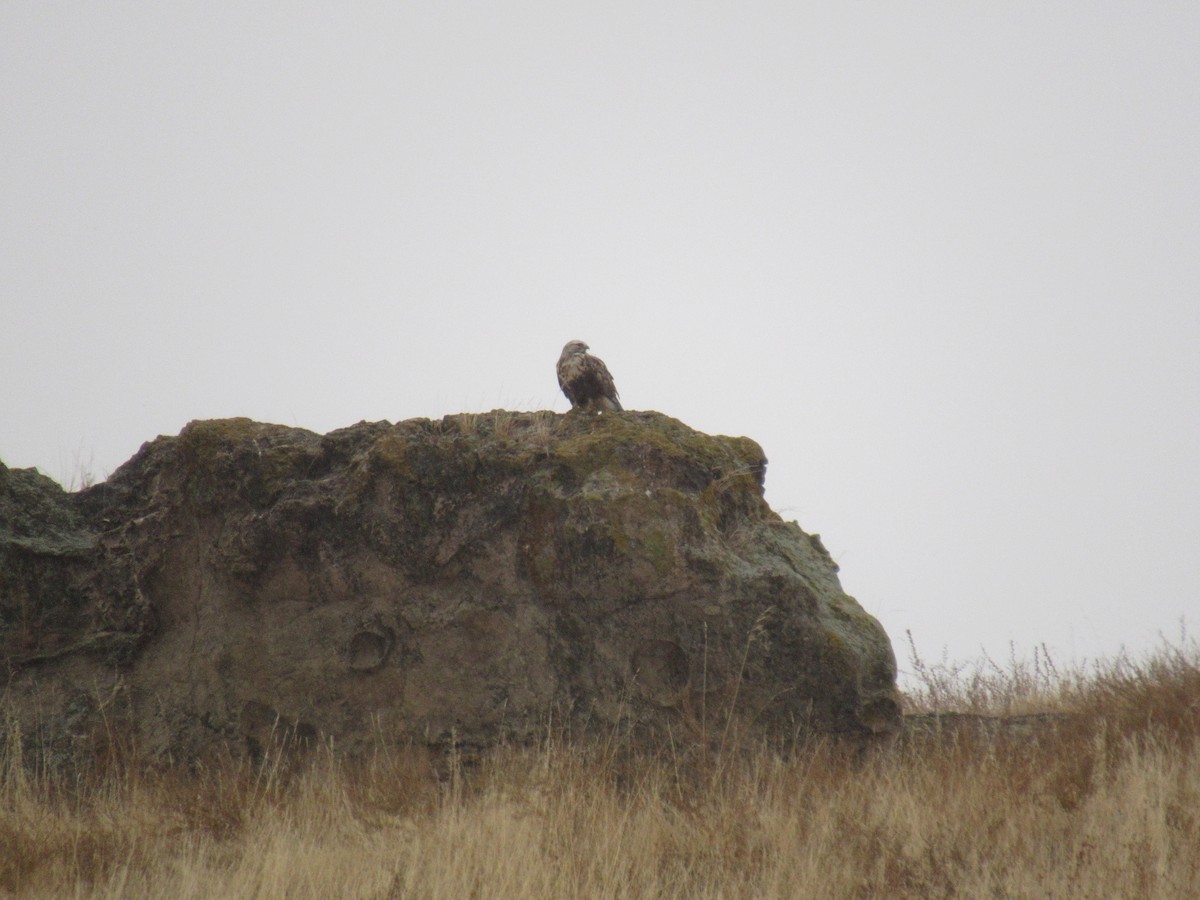 Rough-legged Hawk - ML281601221