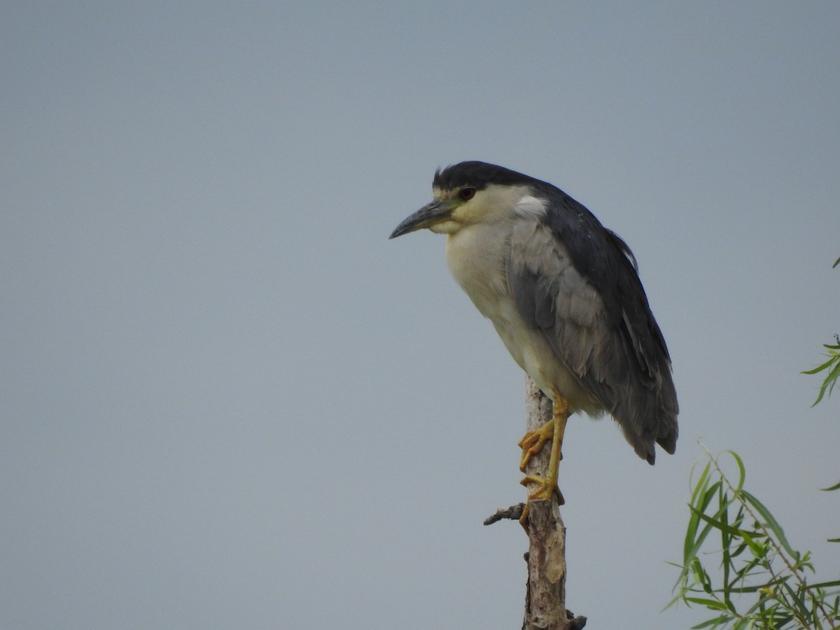 Black-crowned Night Heron - ML281601231