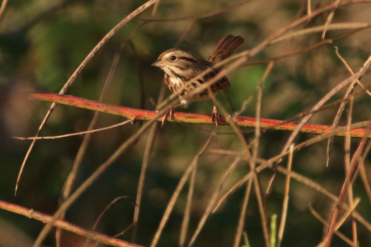 Song Sparrow - ML281603651