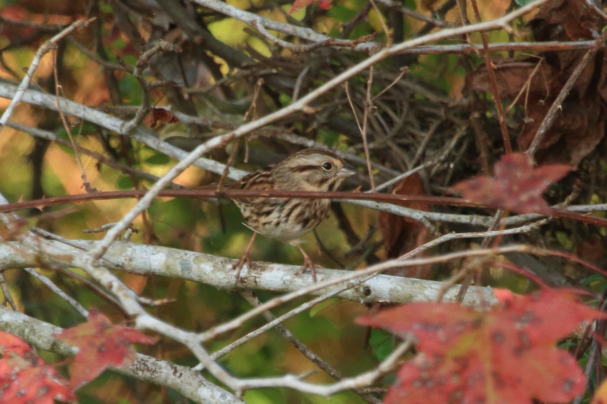 Song Sparrow - Phil Stouffer