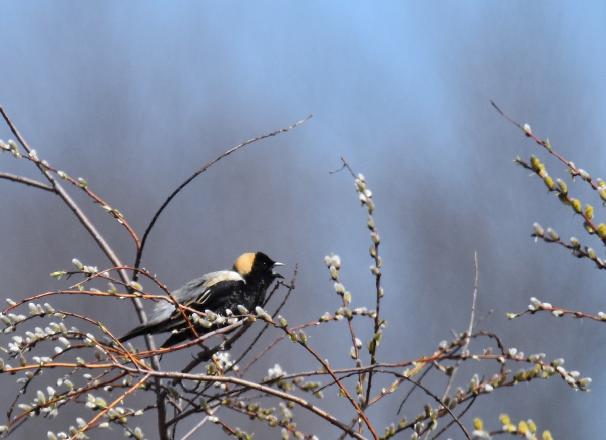 bobolink americký - ML28160511