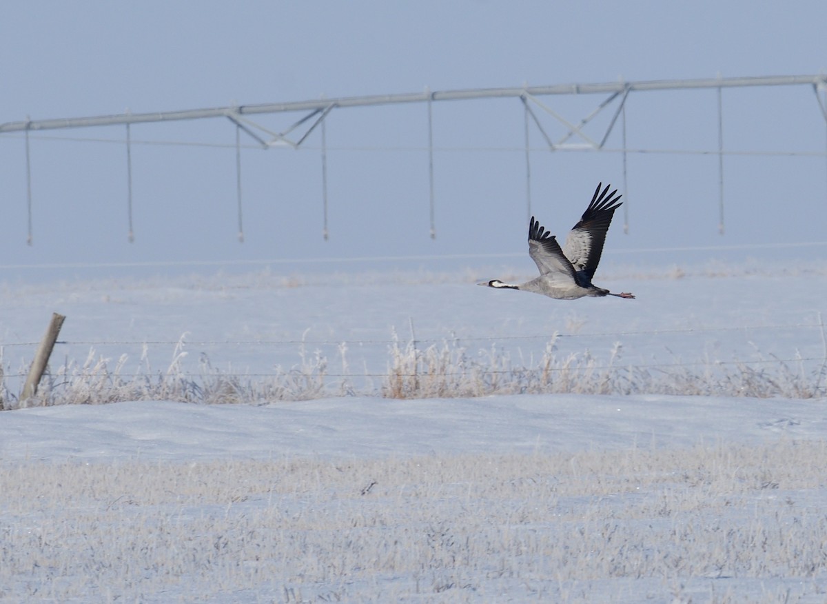 Common Crane - ML281605151