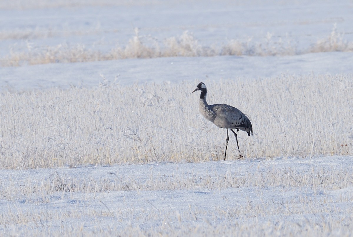 Common Crane - Jacob Briggs