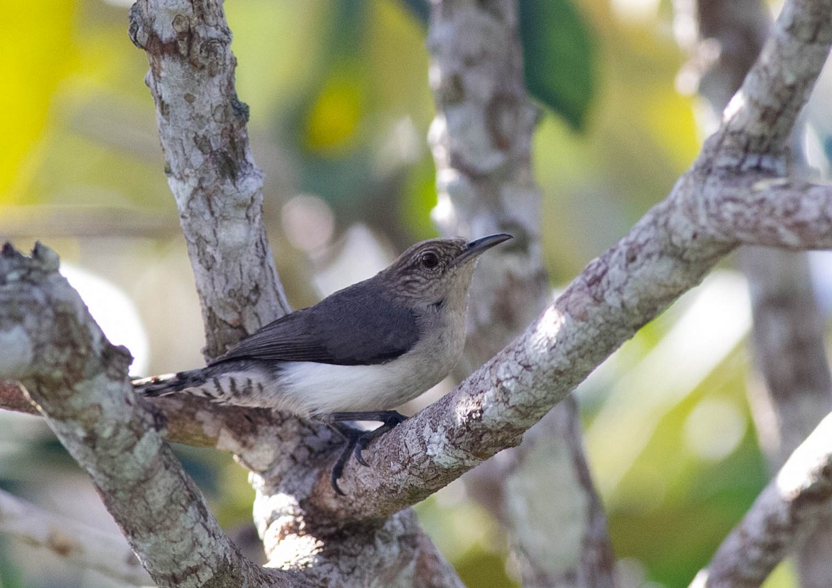 Tooth-billed Wren - ML281605911