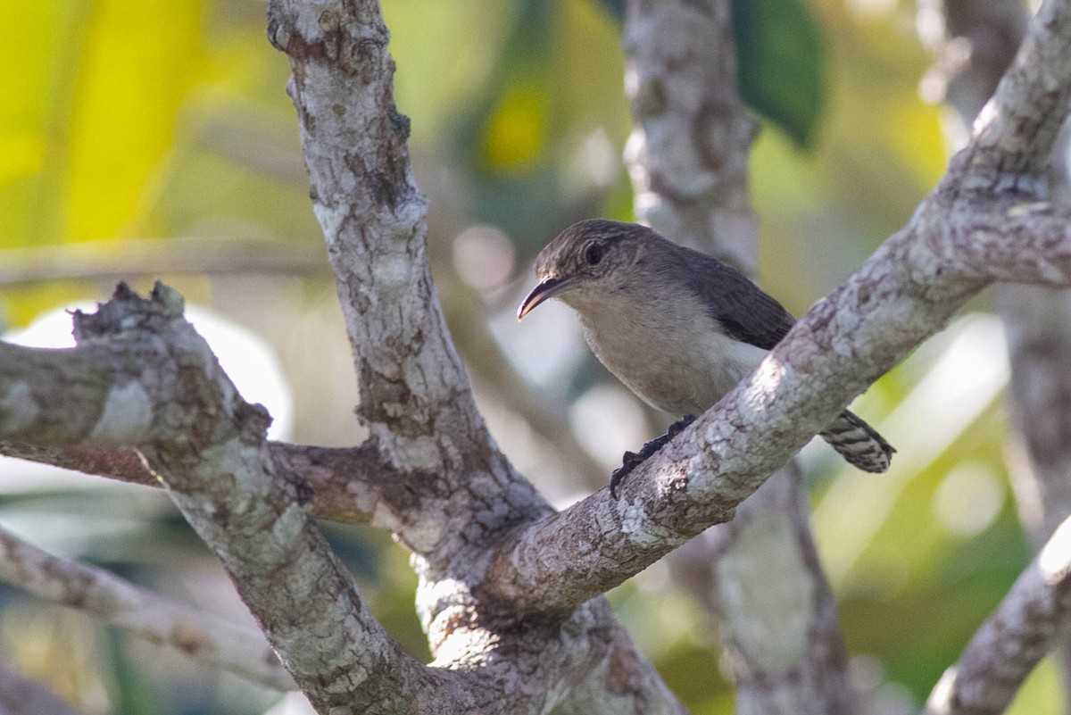 Tooth-billed Wren - ML281605971