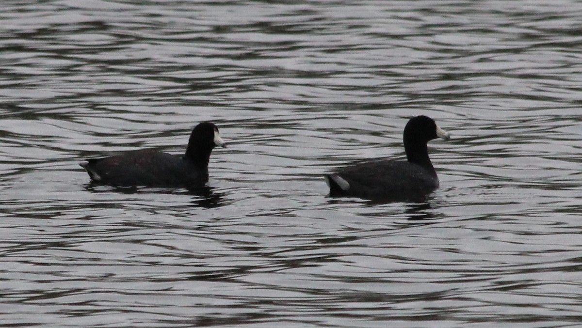 American Coot (Red-shielded) - ML28160641