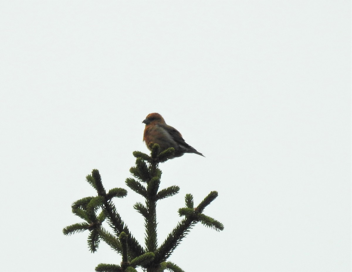 Red Crossbill - ML281606561