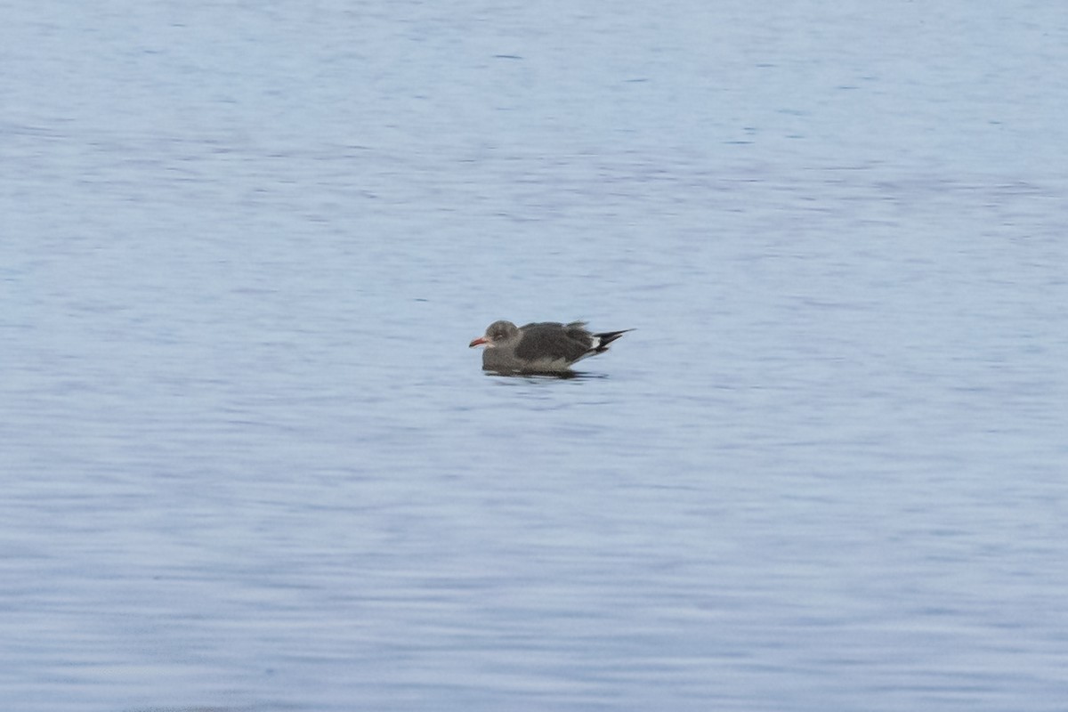 Heermann's Gull - ML281608371