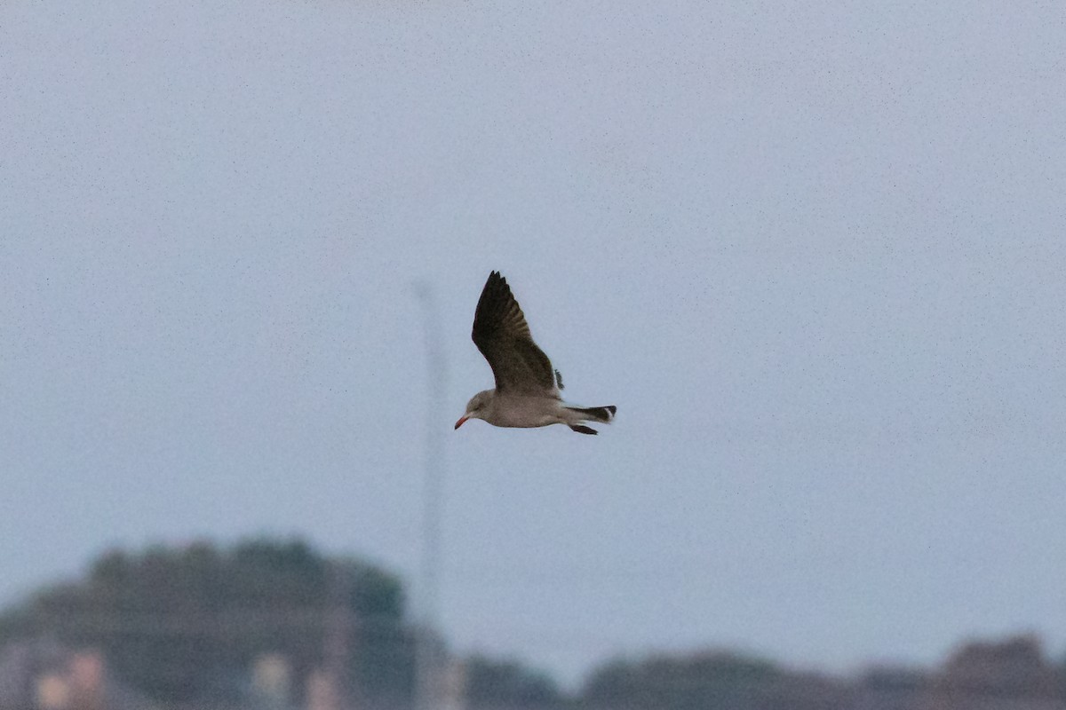 Heermann's Gull - ML281608381