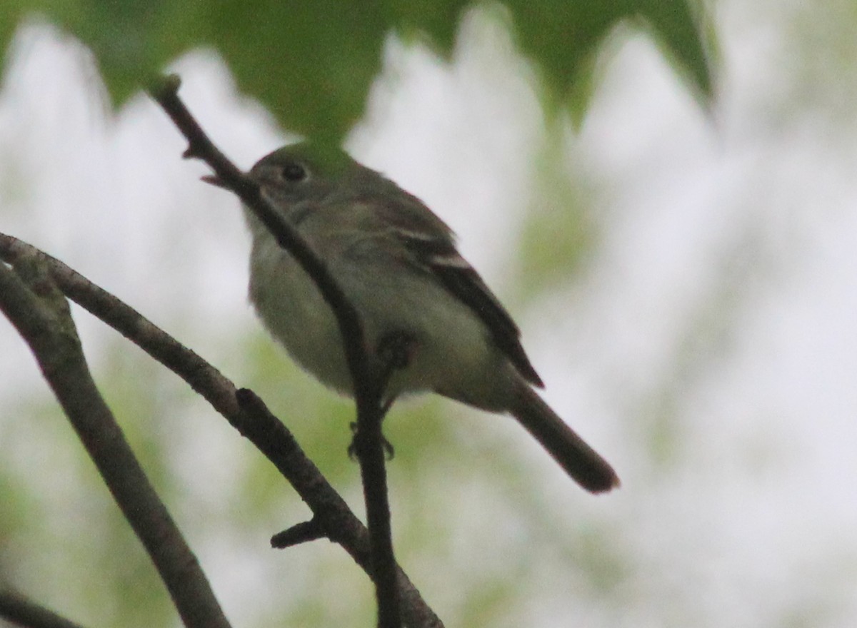 Least Flycatcher - kevin dougherty