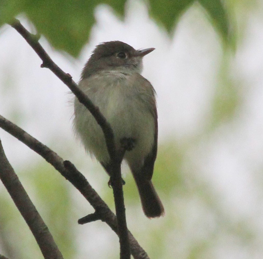 Least Flycatcher - ML28160871