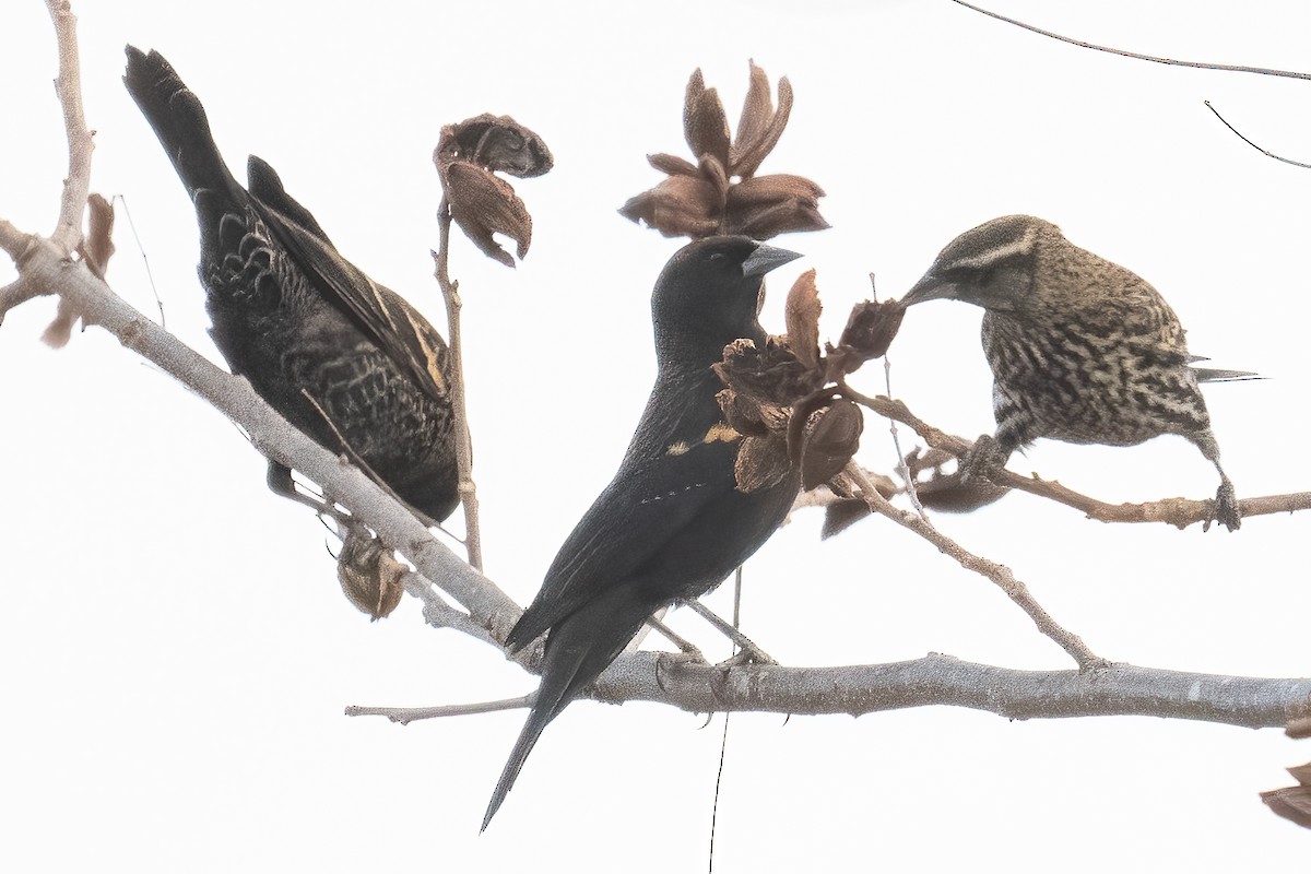 Red-winged Blackbird - ML281609291