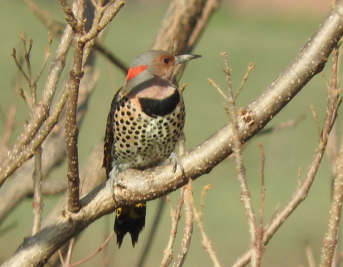 Goldspecht (auratus/luteus) - ML281610041