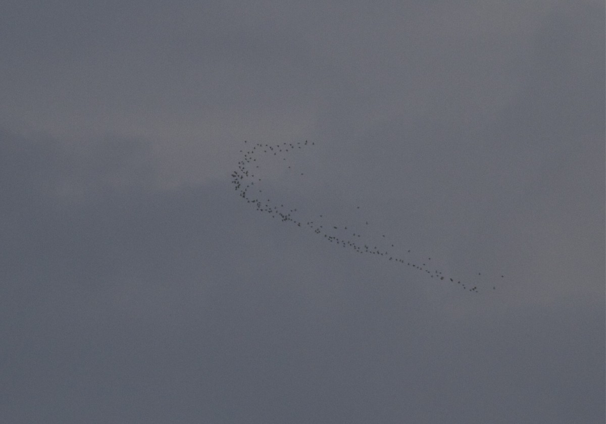 shorebird sp. - Holly Merker