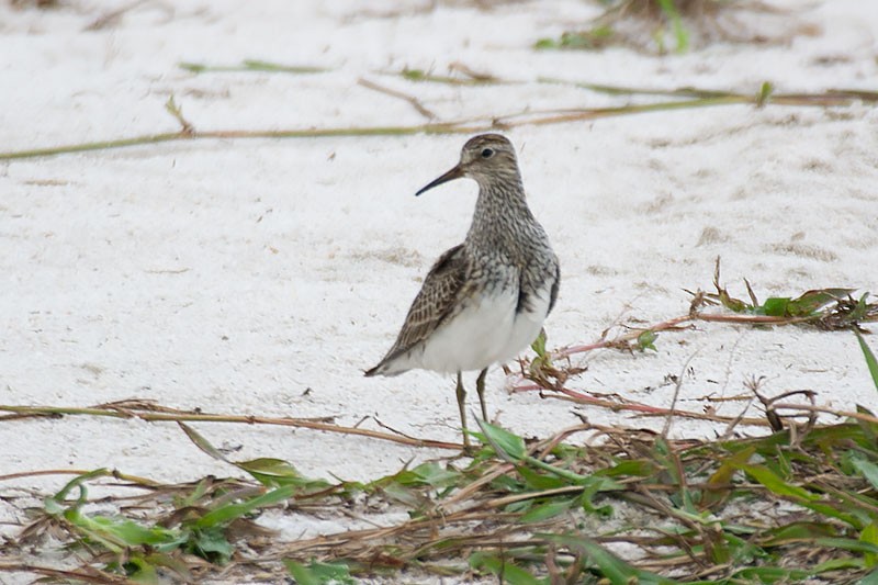 Pectoral Sandpiper - ML281612951