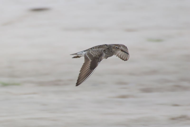 Pectoral Sandpiper - ML281613011