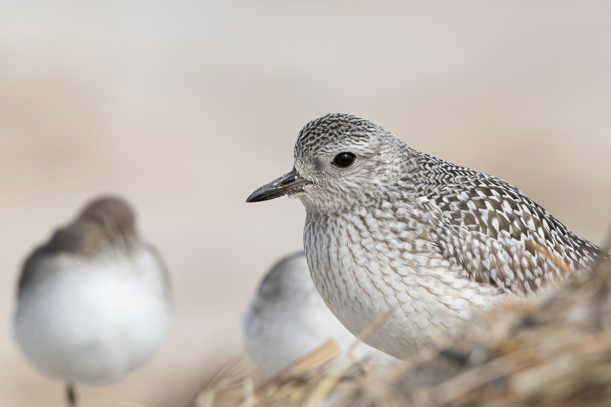 Black-bellied Plover - Sam Zhang