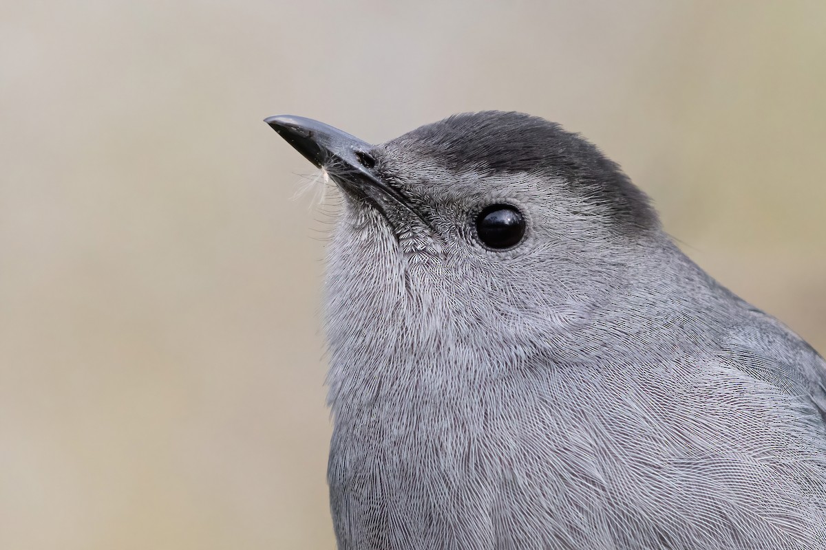 Gray Catbird - Sam Zhang