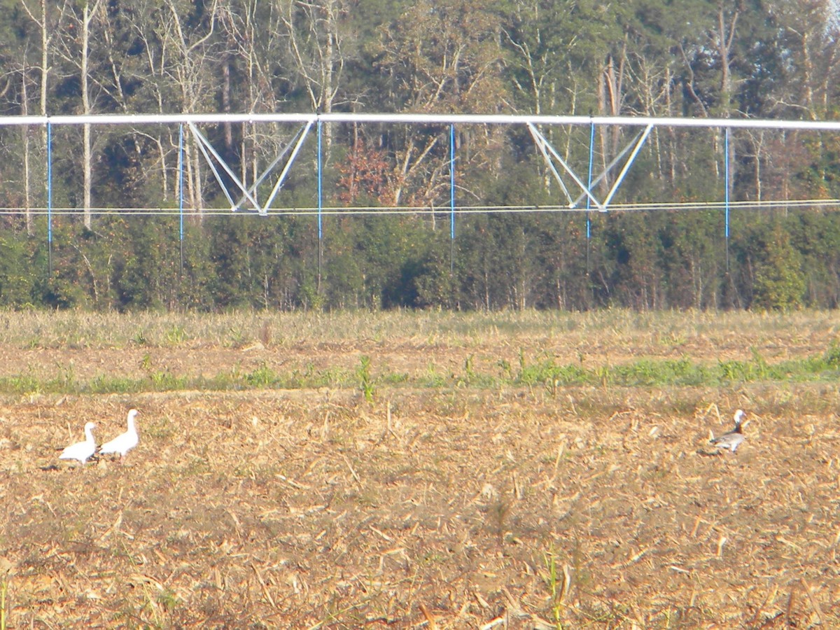 Snow Goose - Rebecca Jordan