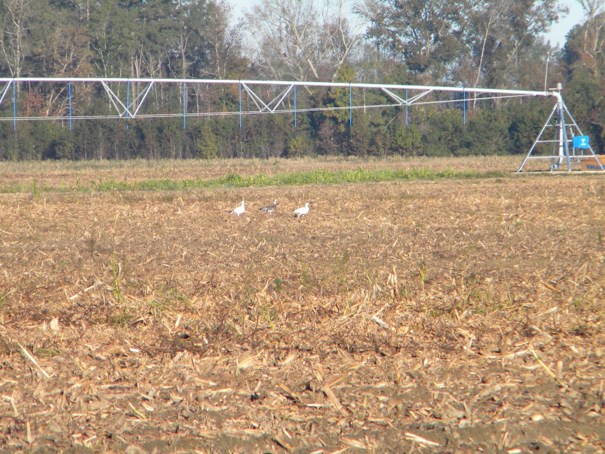 Snow Goose - Rebecca Jordan