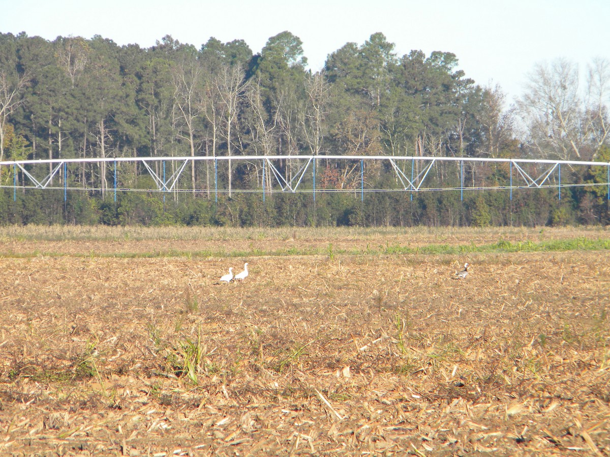 Snow Goose - Rebecca Jordan