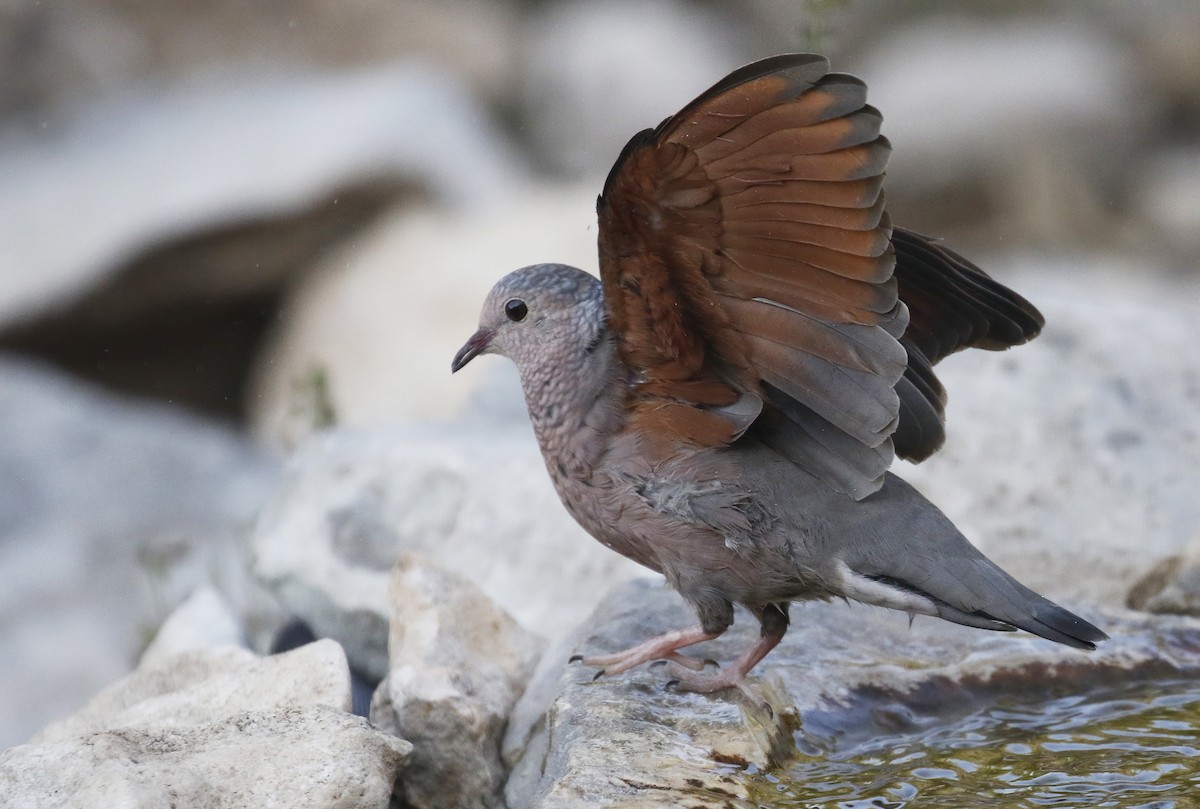 Common Ground Dove - Laura Keene