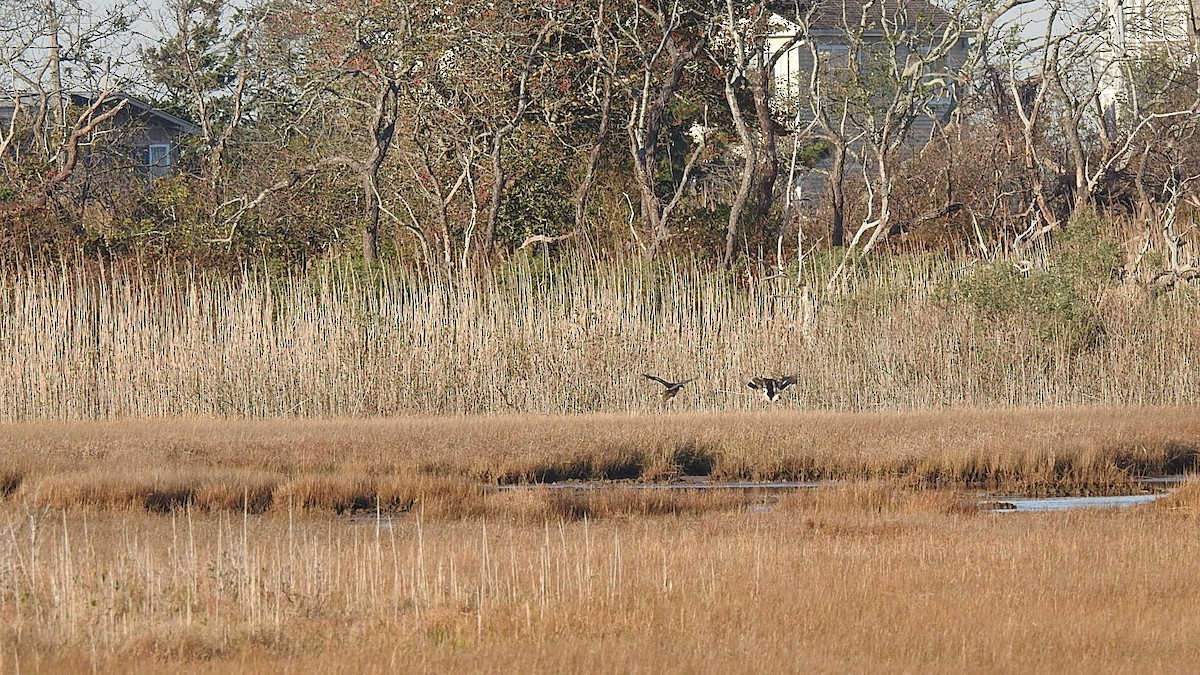 eBird Checklist - 21 Nov 2020 - Captree Island - 20 species