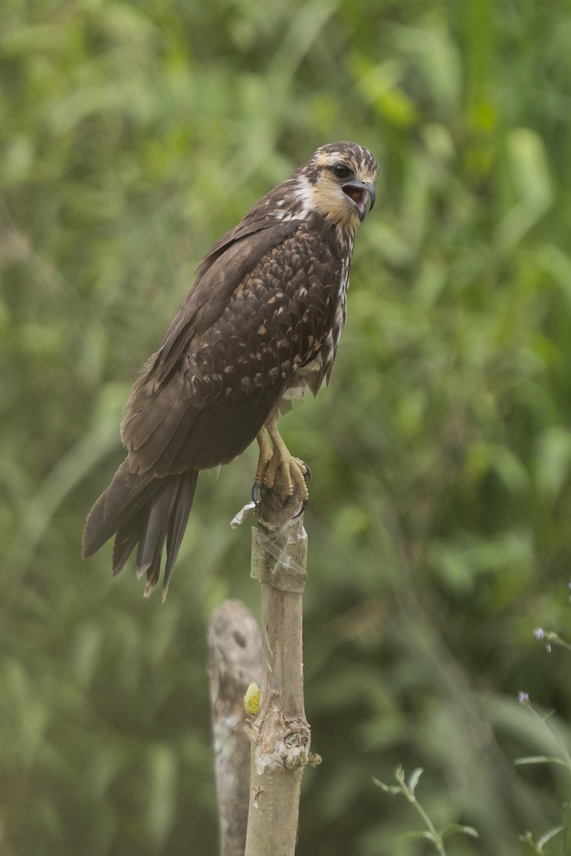 Snail Kite - Elías  Suárez