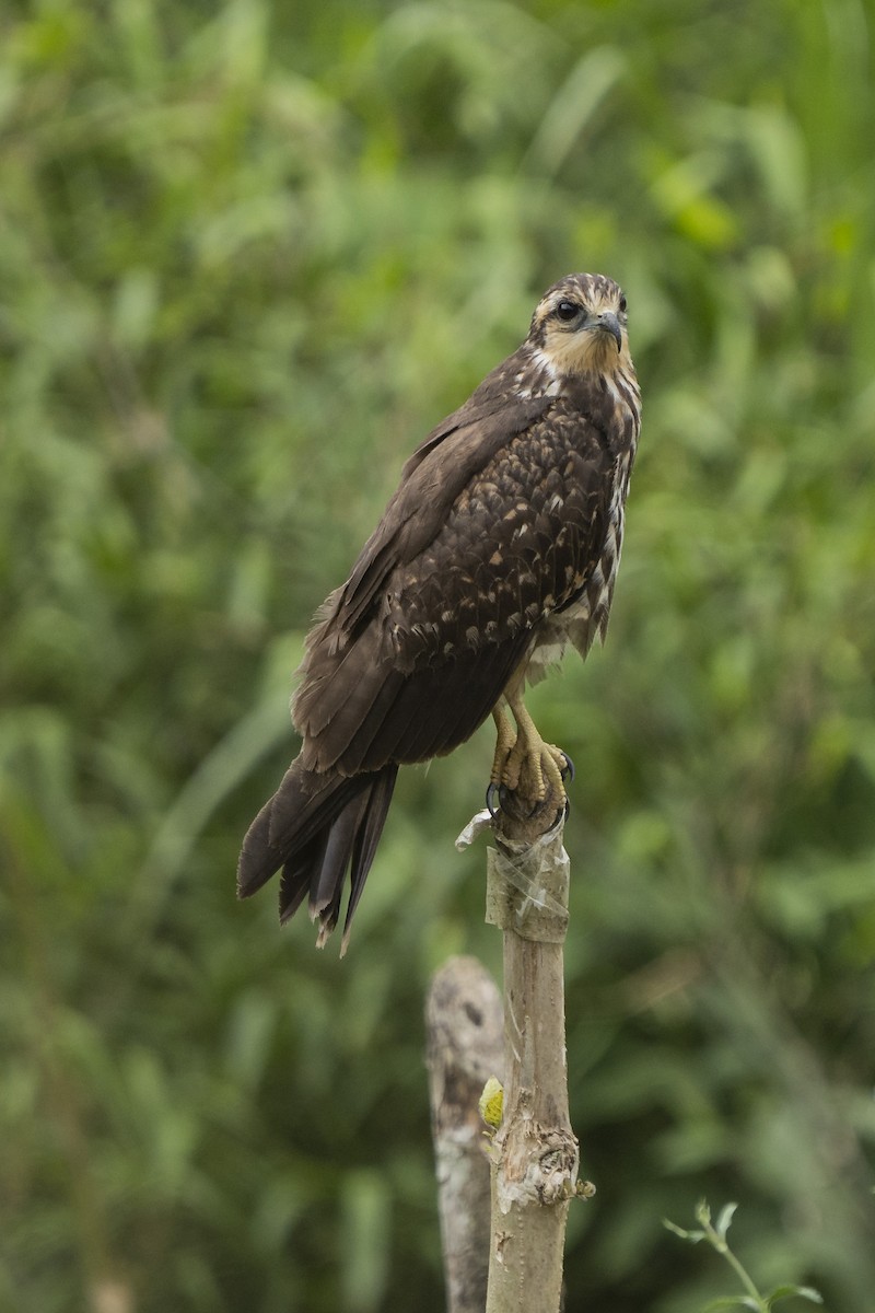 Schneckenbussard - ML281620651