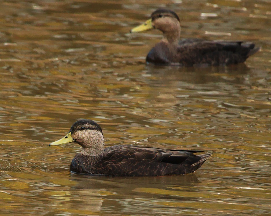 American Black Duck - ML281620921