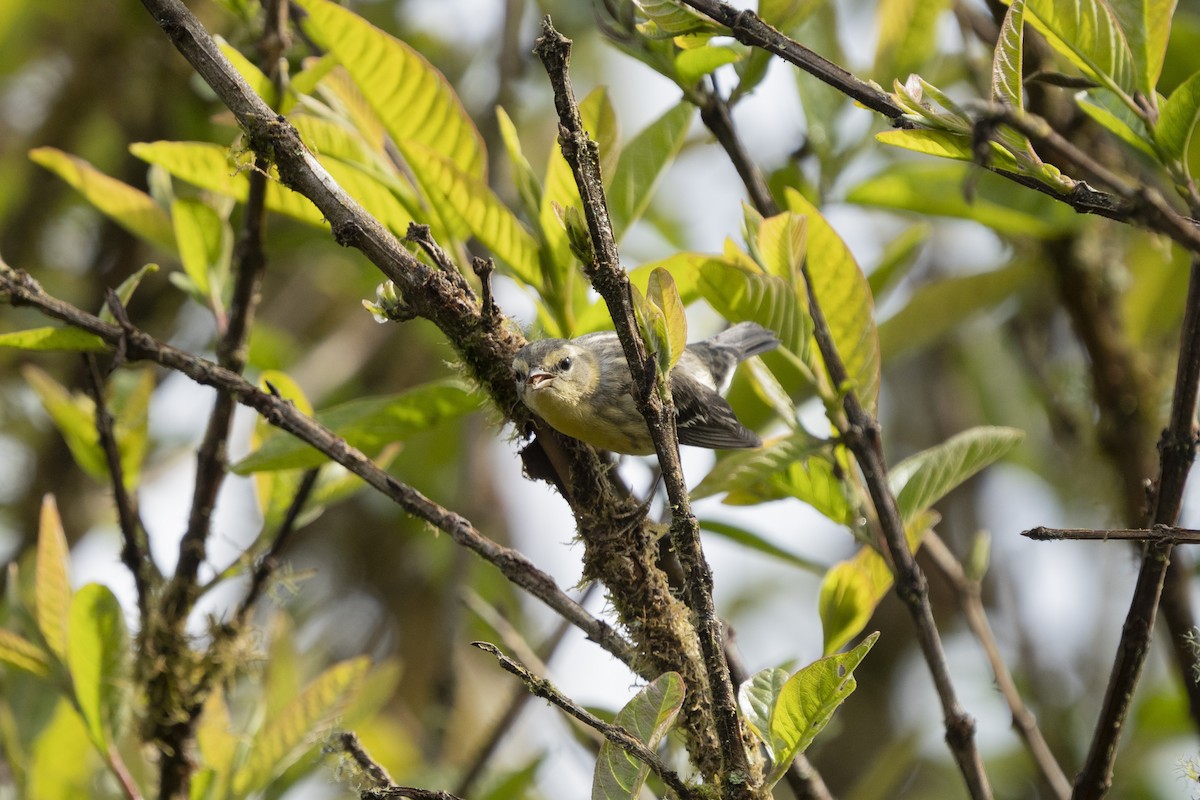 Blackburnian Warbler - Elías  Suárez