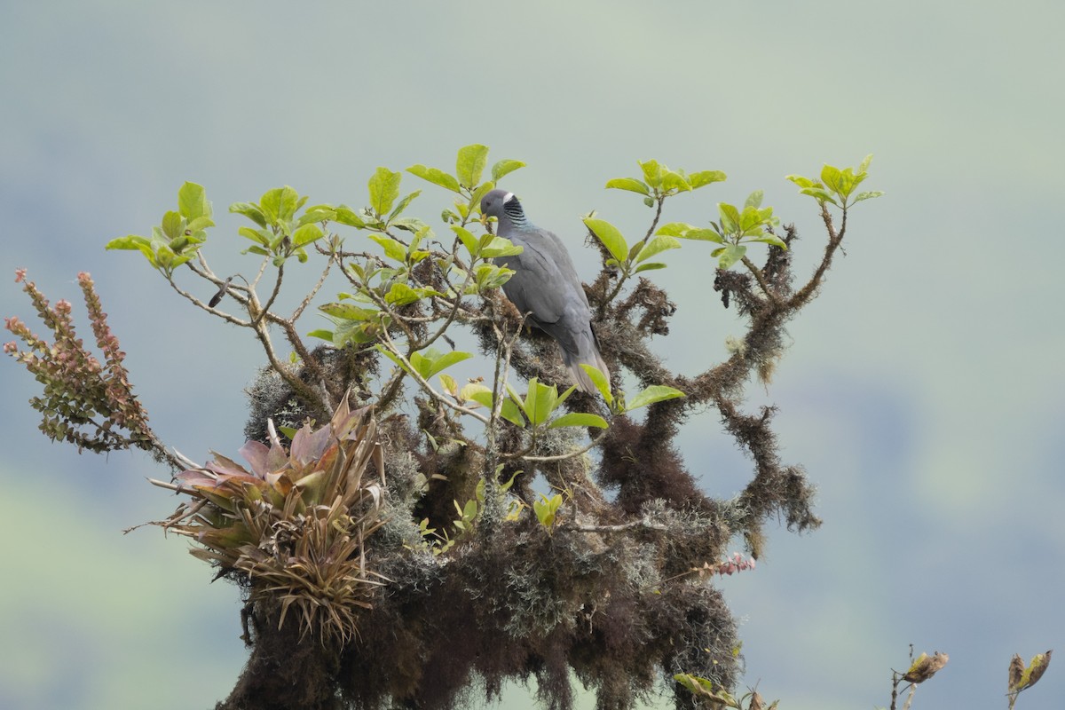 Band-tailed Pigeon - Elías  Suárez