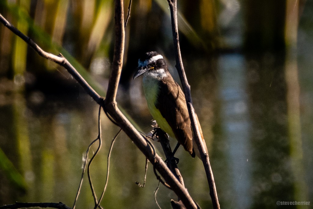 Great Kiskadee - ML281624021