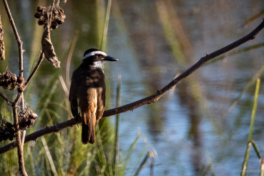 Great Kiskadee - ML281624031