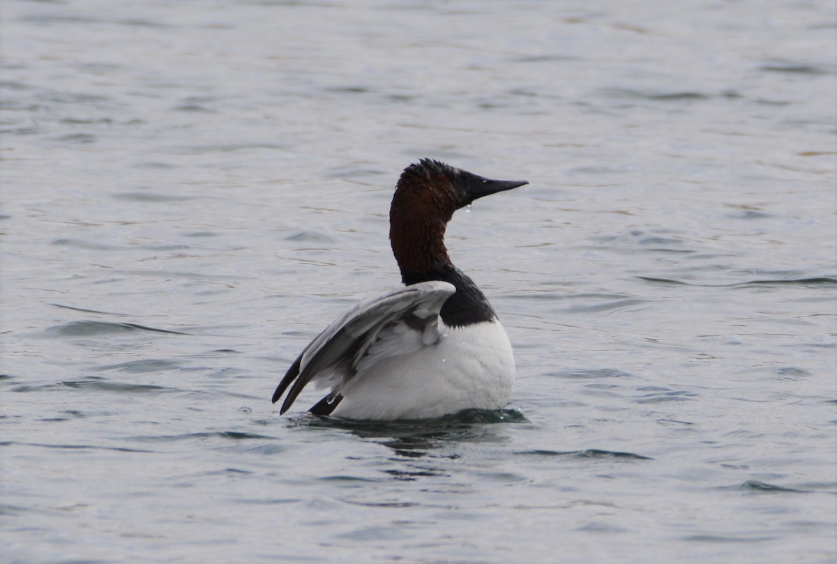 Canvasback - Greg Palko