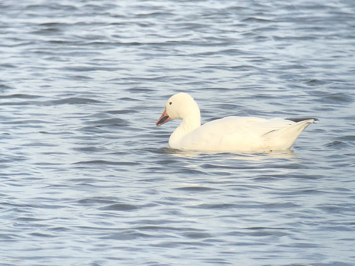 Snow Goose - ML281625051