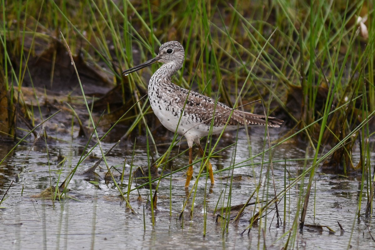 Greater Yellowlegs - Mike Charest