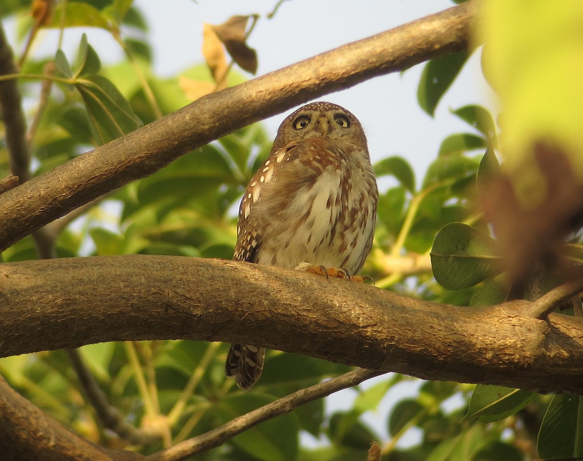 Pearl-spotted Owlet - Shaun Robson