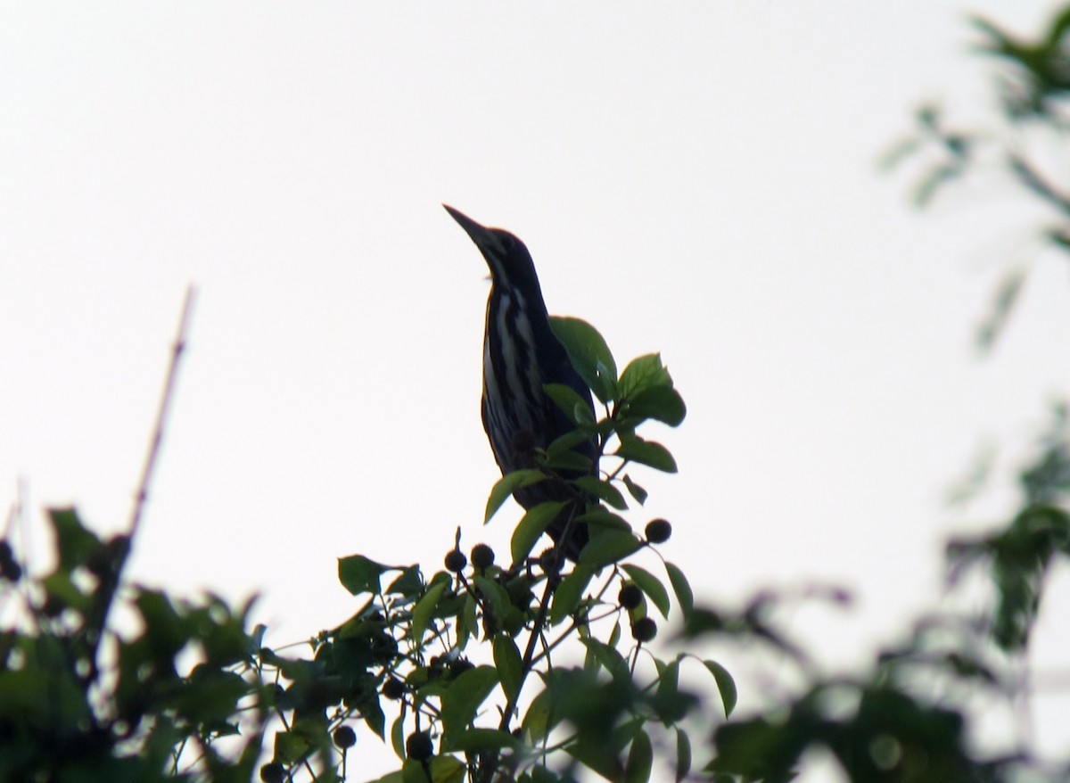 Dwarf Bittern - ML281627281