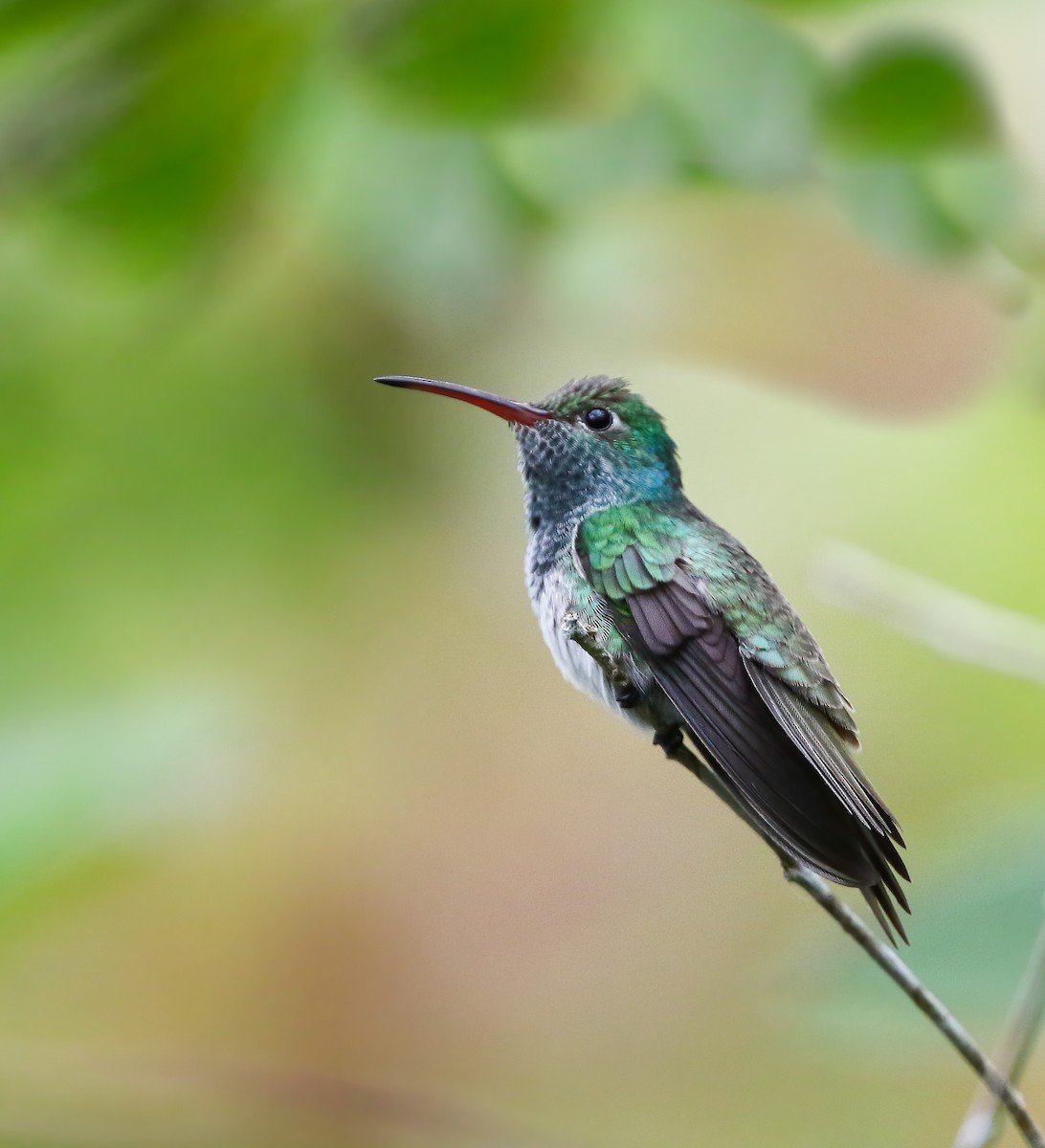 Honduran Emerald - ML281627301